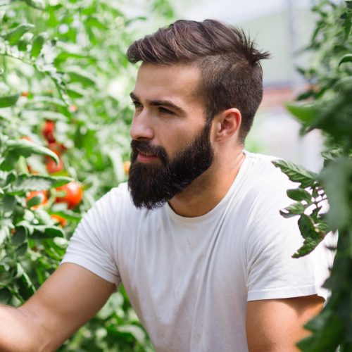 organic-farmer-checking-his-tomatoes-in-a-hothouse-VQV2RVE-1.jpg